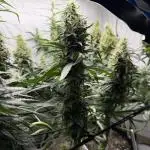 First Tropicana Cookies Purple on GD!