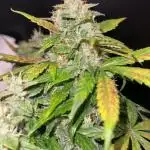 Sherbet Autoflower W/ Perpetual Setup