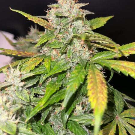 Sherbet Autoflower W/ Perpetual Setup