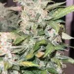 Sherbet Autoflower W/ Perpetual Setup