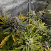 More Organic Autos: MW x GWK (Freebie)