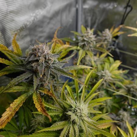 More Organic Autos: MW x GWK (Freebie)