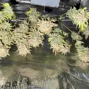 Gold Glue Organic Run AGAIN