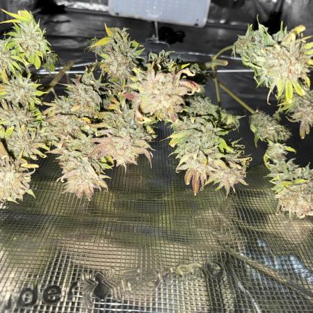 Gold Glue Organic Run AGAIN