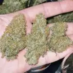 Gorilla Cookies Auto… PART 2