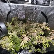 Runtz Muffin Pheno HUNT!