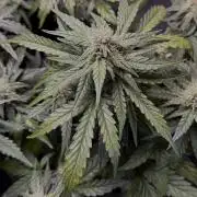 Mango Runts: Organic Mephisto Run