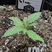 Gold Glue Organic Run