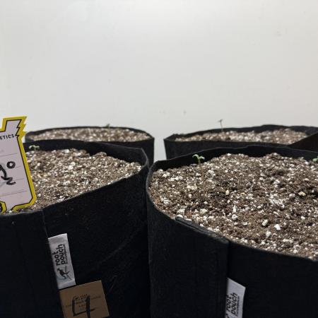 Mango Runts: Organic Mephisto Run