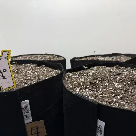 Mango Runts: Organic Mephisto Run