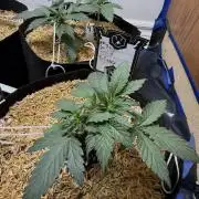 Gold Glue Organic Run