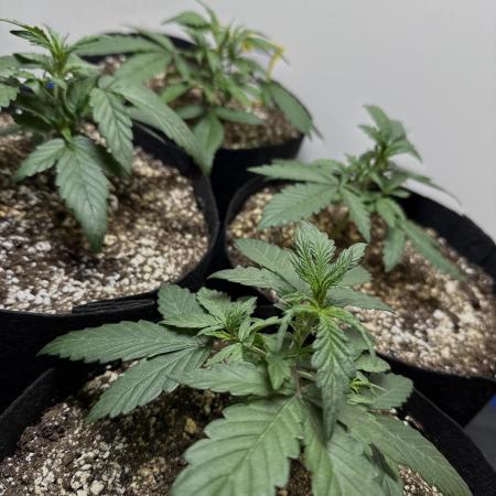 Mango Runts: Organic Mephisto Run