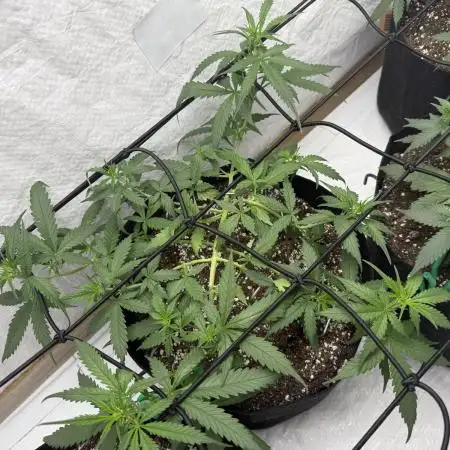Sherbet Autoflower W/ Perpetual Setup