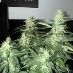 Sherbet Autoflower W/ Perpetual Setup