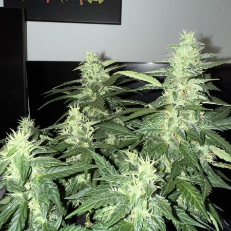 Sherbet Autoflower W/ Perpetual Setup