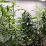 First Tropicana Cookies Purple on GD!