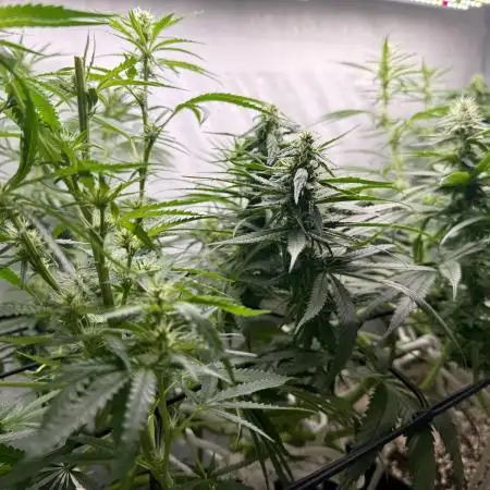 First Tropicana Cookies Purple on GD!