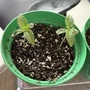 Runtz Muffin Pheno HUNT!