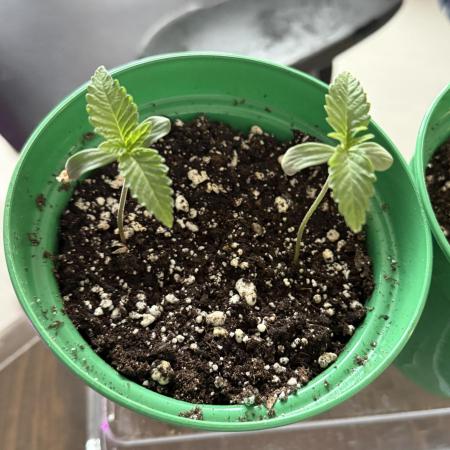 Runtz Muffin Pheno HUNT!