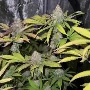 Runtz Muffin Pheno HUNT!