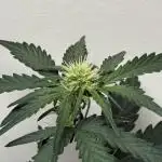 Mango Runts: Organic Mephisto Run