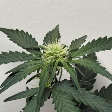 Mango Runts: Organic Mephisto Run