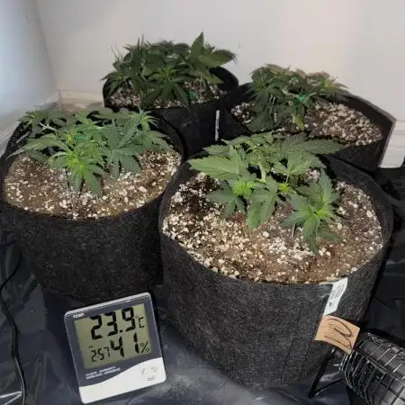 Sherbet Autoflower W/ Perpetual Setup