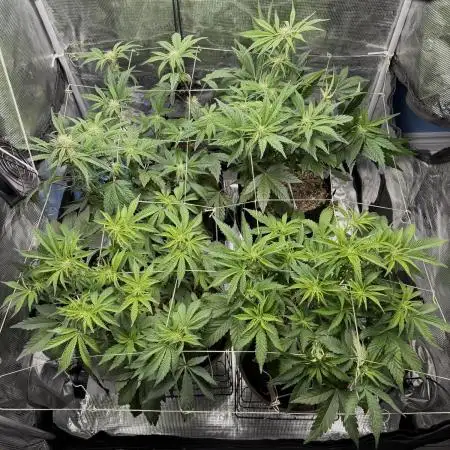 Gold Glue Organic Run AGAIN