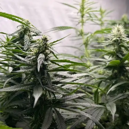 First Tropicana Cookies Purple on GD!