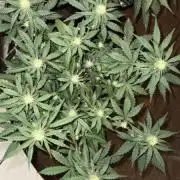 Mango Runts: Organic Mephisto Run