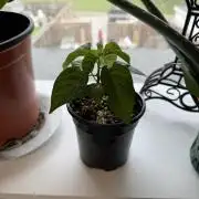 Habenero Bonsai Project 🌶️🌴
