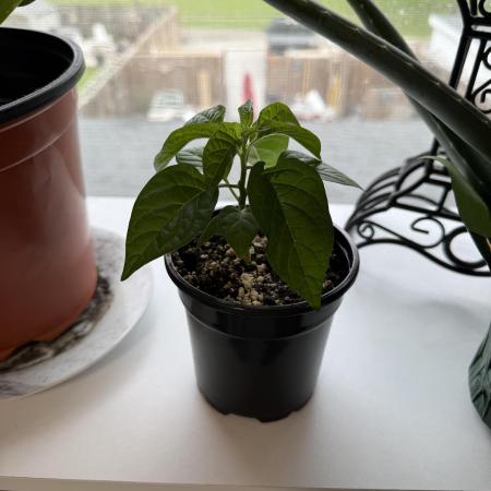 Habenero Bonsai Project 🌶️🌴