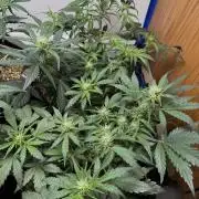 Gold Glue Organic Run