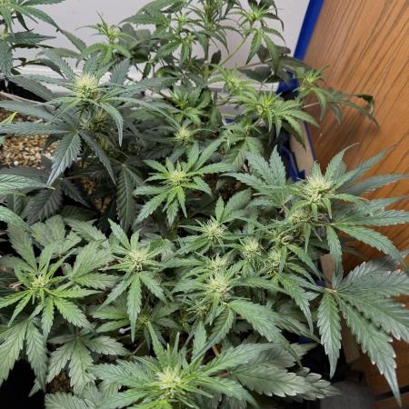 Gold Glue Organic Run