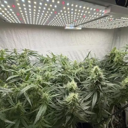 First Tropicana Cookies Purple on GD!