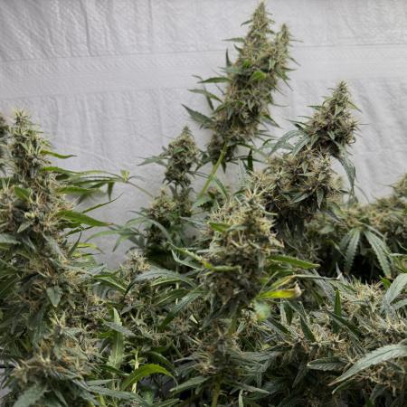 First Tropicana Cookies Purple on GD!