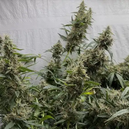 First Tropicana Cookies Purple on GD!