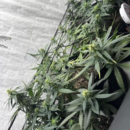 Sherbet Autoflower W/ Perpetual Setup