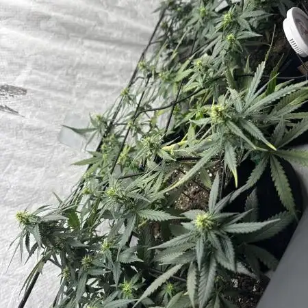 Sherbet Autoflower W/ Perpetual Setup