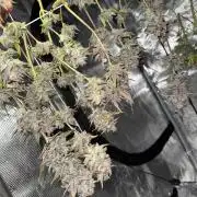More Organic Autos: MW x GWK (Freebie)