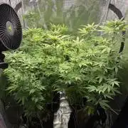 Runtz Muffin Pheno HUNT!