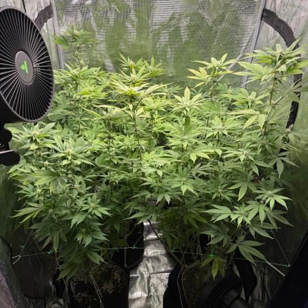 Runtz Muffin Pheno HUNT!
