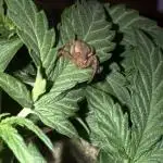 Mango Runts: Organic Mephisto Run