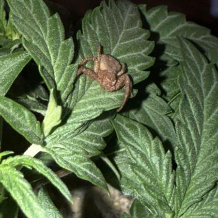 Mango Runts: Organic Mephisto Run