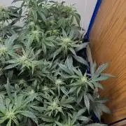 Gold Glue Organic Run