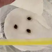 LSD - Photo, Barney’s Farm