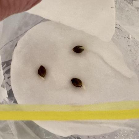 LSD - Photo, Barney’s Farm