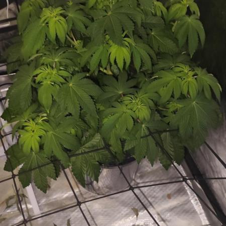 HappyUvaz: The2WizardTrees