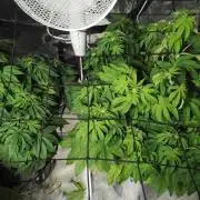 HappyUvaz: The2WizardTrees