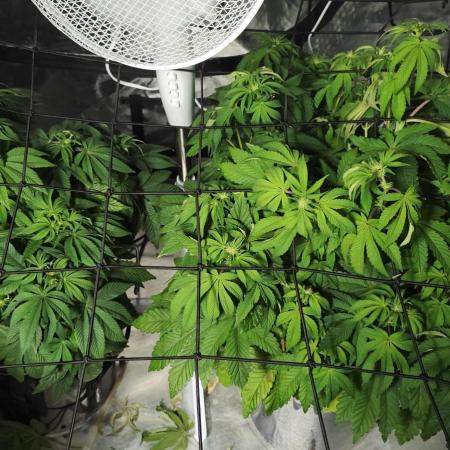 HappyUvaz: The2WizardTrees